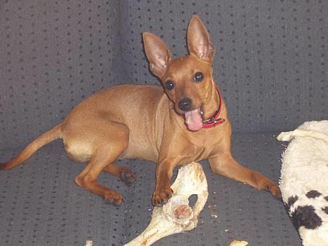 Dvaergpinscher Kate<3 12 maj - mmm det smager godt:p billede 12