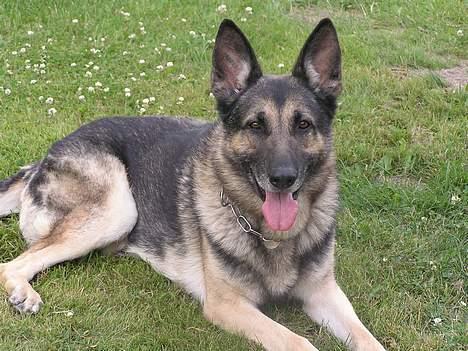 Schæferhund buller R.I.P. billede 3