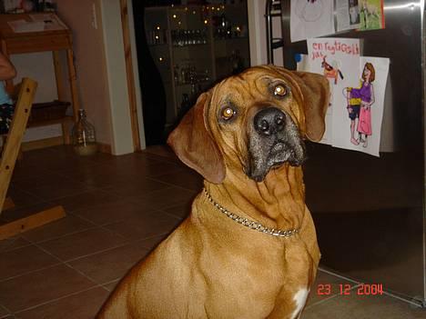 Rhodesian ridgeback Djambo - Er jeg bare ikke lækker billede 19