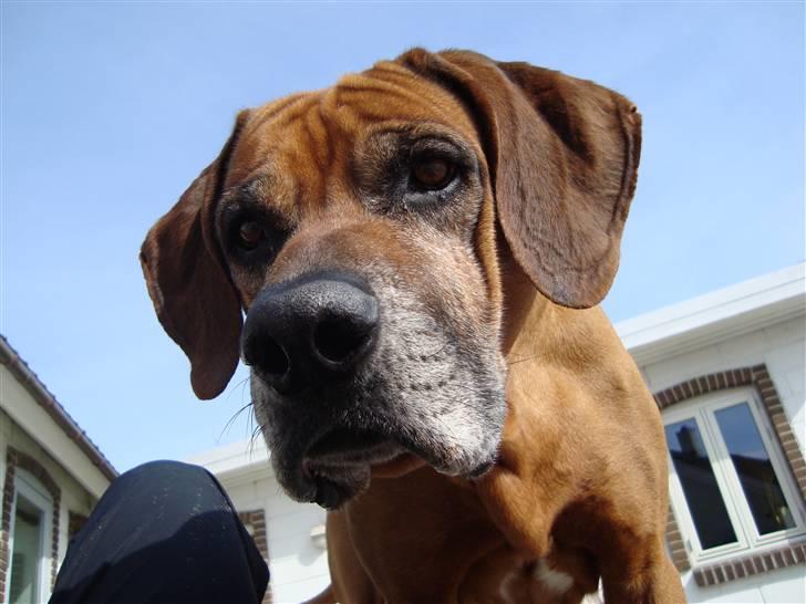 Rhodesian ridgeback Djambo - nam nam et kødben billede 20