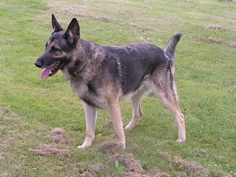 Schæferhund buller R.I.P. billede 4