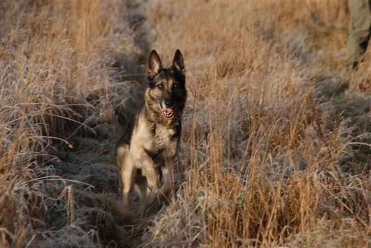 Schæferhund buller R.I.P. billede 5