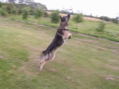 Schæferhund buller R.I.P. billede 6