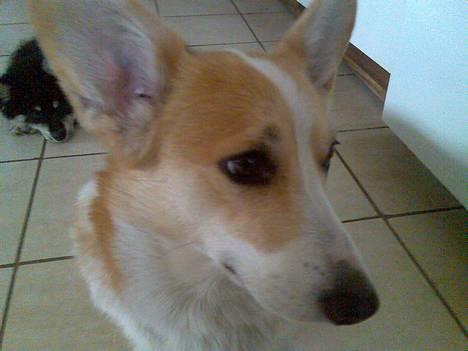 Welsh corgi pembroke Hashfan Daymond day/Molly - Jeg gør ikke noget og jeg kender ikke dem der har gjord det billede 1