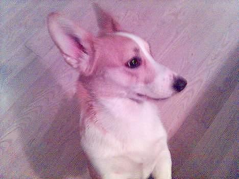 Welsh corgi pembroke Hashfan Daymond day/Molly billede 2