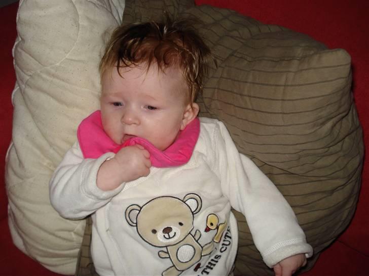 Welsh corgi pembroke Hashfan Daymond day/Molly billede 3