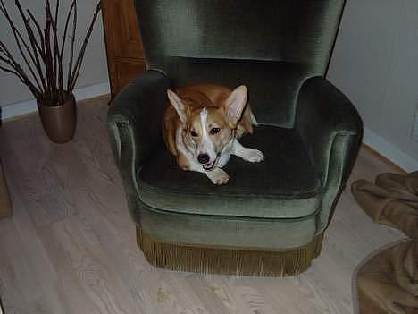 Welsh corgi pembroke Hashfan Daymond day/Molly billede 4