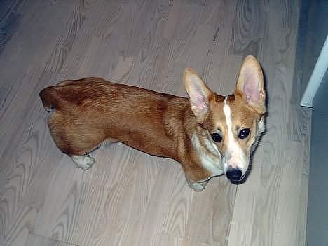 Welsh corgi pembroke Hashfan Daymond day/Molly billede 5