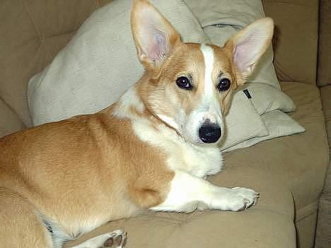 Welsh corgi pembroke Hashfan Daymond day/Molly billede 6