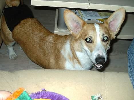 Welsh corgi pembroke Hashfan Daymond day/Molly billede 7