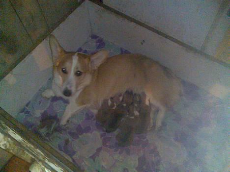 Welsh corgi pembroke Hashfan Daymond day/Molly billede 8