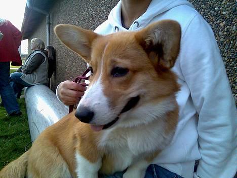 Welsh corgi pembroke Hashfan Daymond day/Molly - Mollys tæve hvalp billede 9