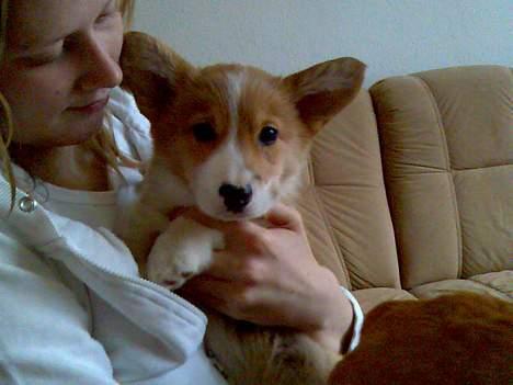 Welsh corgi pembroke Hashfan Daymond day/Molly - Mollys ham hvalp. Han bor i italien og det er bare for langt væk for jeg ville så gerne se ham for han er bare for dejlig billede 10