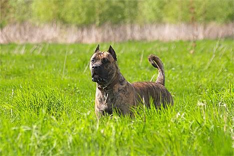 Dogo canario Nova - Er jeg ikke sød billede 1