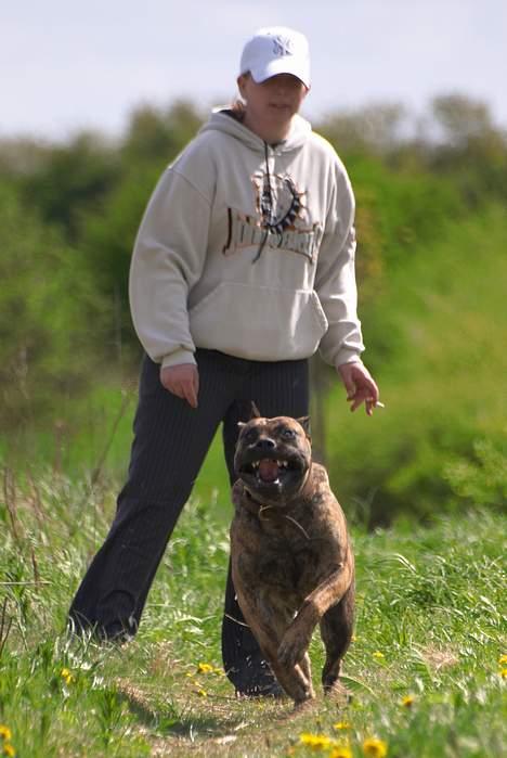 Dogo canario Nova - Prøver og finde min far billede 2