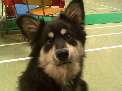 Finsk lapphund Finda Andy, kaldet Axel - Nu er jeg fresh billede 1