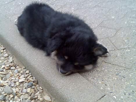 Finsk lapphund Finda Andy, kaldet Axel - Man skal jo sove mindst 22 timer i døgnet billede 2