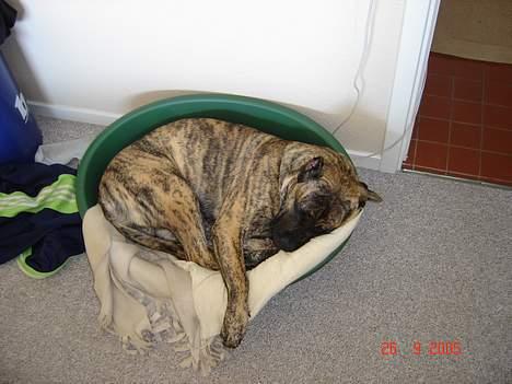 Dogo canario Nova - Jeg kan lige være storebror´s seng billede 3