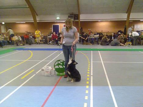 Finsk lapphund Finda Andy, kaldet Axel - 4. bedste hvalp på udstillingen billede 3