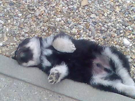 Finsk lapphund Finda Andy, kaldet Axel - Axel faldt ned af kantstenen mens han sov. Men det behøver man jo ikke at vågne for. billede 4