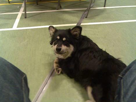 Finsk lapphund Finda Andy, kaldet Axel - Ligger lige og slapper lidt af inden udstilling billede 5