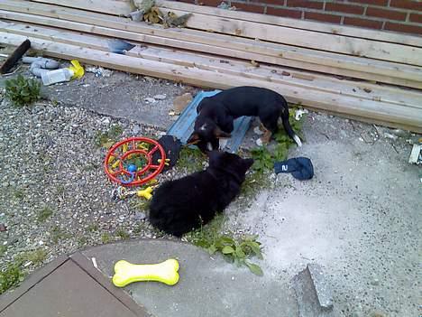 Finsk lapphund Finda Andy, kaldet Axel - Axel og tætter Ian leger rigtig godt sammen. billede 6