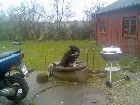 Finsk lapphund Finda Andy, kaldet Axel - Axel holder udkig over haven billede 7