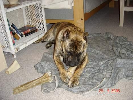 Dogo canario Nova - Ligger og tygger lidt billede 4