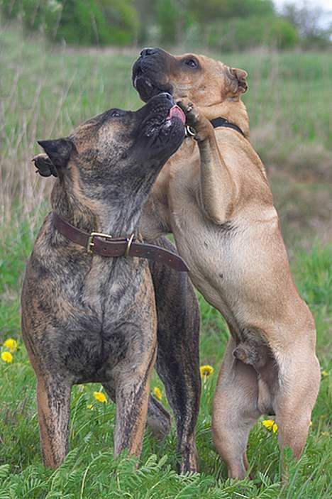 Dogo canario Nova - Leger lige min min storebror (cosmo) billede 5
