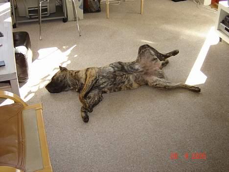 Dogo canario Nova - Ligger lige og gør mig til. billede 6