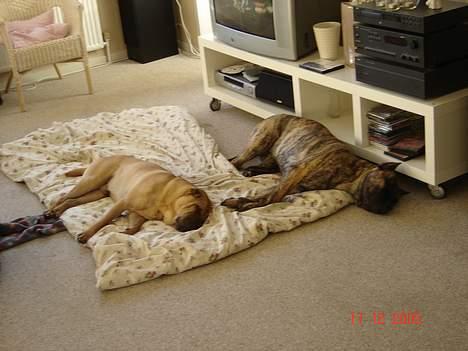 Dogo canario Nova - Ligger lige og sover med min storebror (cosmo) billede 7