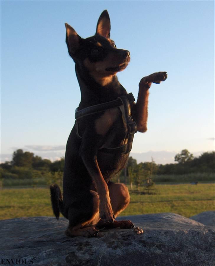 Dvaergpinscher Lille Lua Kahlúa - 30 juni 2007 billede 9