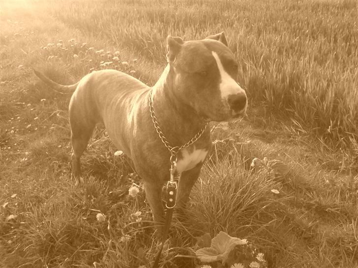 Amerikansk staffordshire terrier Icha ??R.I.P. ?? billede 1