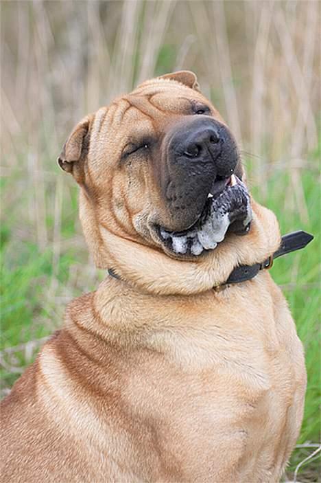 Shar pei cosmo *død* - Er jeg ikke køn billede 1