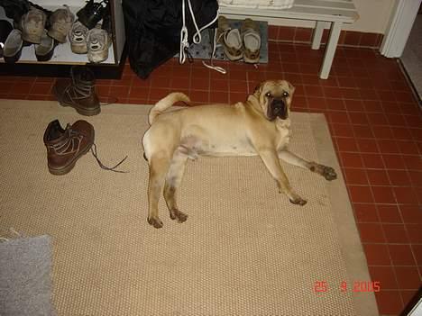 Shar pei cosmo *død* - Ligger lige og for mig en morfar billede 2