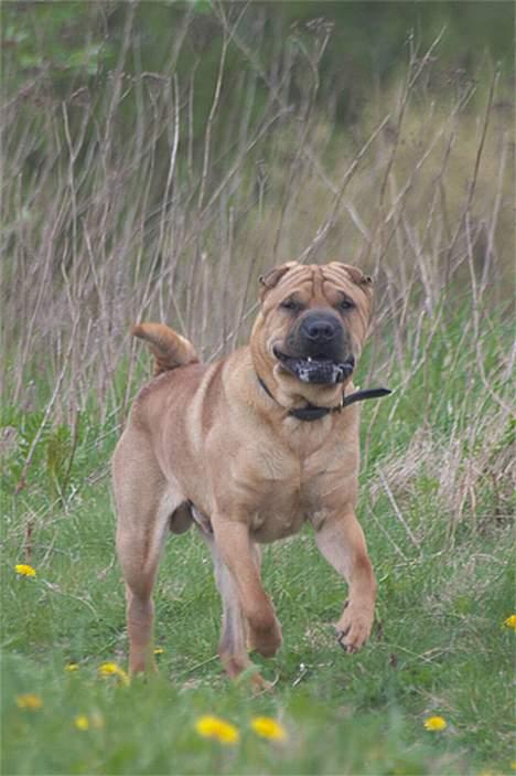 Shar pei cosmo *død* - Se mig lige her billede 3