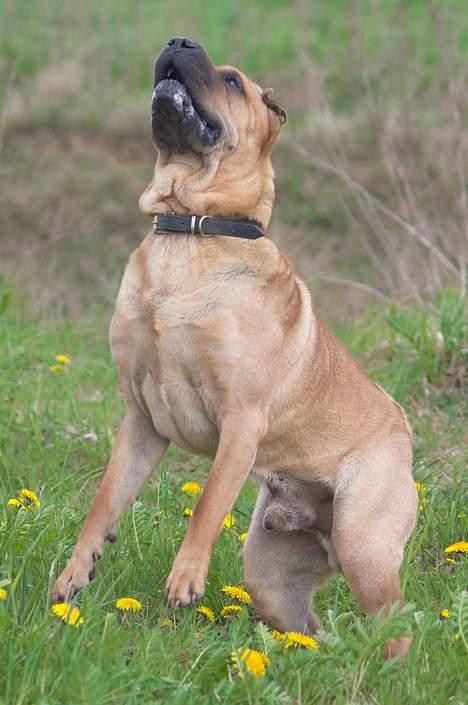 Shar pei cosmo *død* - Jeg tror at far har noget mad billede 4