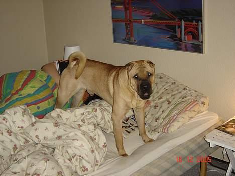 Shar pei cosmo *død* - Kommer i snart i seng billede 5