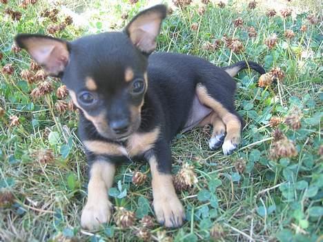 Chihuahua Chanel billede 1