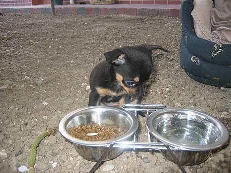 Chihuahua Chanel billede 2