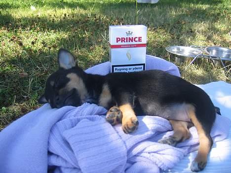 Chihuahua Chanel billede 3