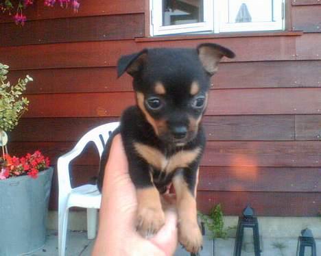 Chihuahua Chanel billede 4