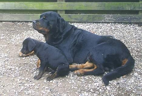 Blanding af racer Amweiler Fix *26-5* - Mig & min Far :-) billede 8