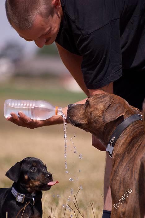 Blanding af racer Amweiler Fix *26-5* - *Nyt* Tosafoto  billede 10