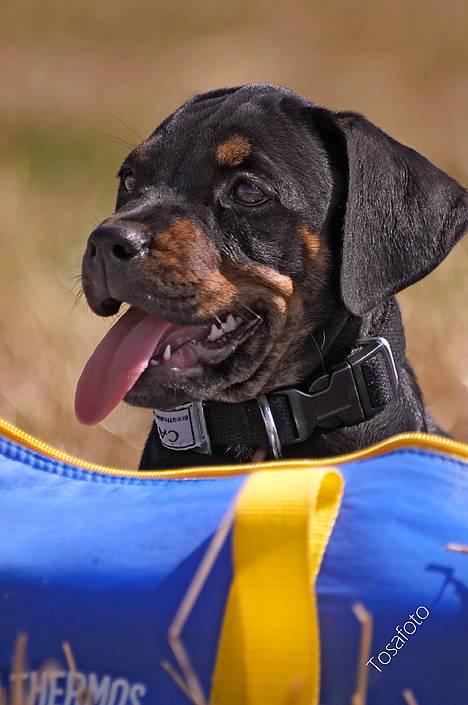 Blanding af racer Amweiler Fix *26-5* - *Nyt* Tosafoto  billede 11