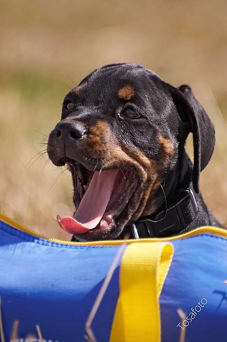 Blanding af racer Amweiler Fix *26-5* - *Nyt* Tosafoto  billede 12