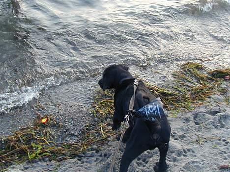 Blanding af racer Buller - Bullers første strandtur billede 16