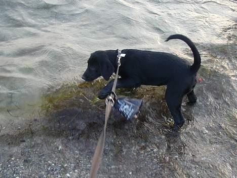 Blanding af racer Buller - Buller er ikke helt tryg ved alt det vand billede 17