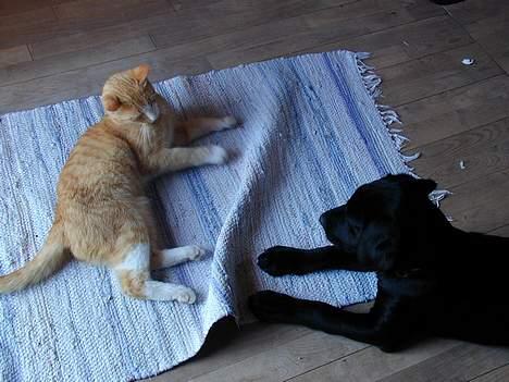 Blanding af racer Buller billede 18