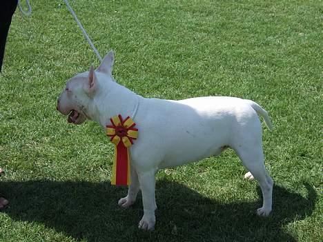 Bullterrier Vili - brøndby 27/7-06  unghundekl 1pl 1vinder,1pl 1vinder samlet kl hanner. 1.cert + BIR billede 14